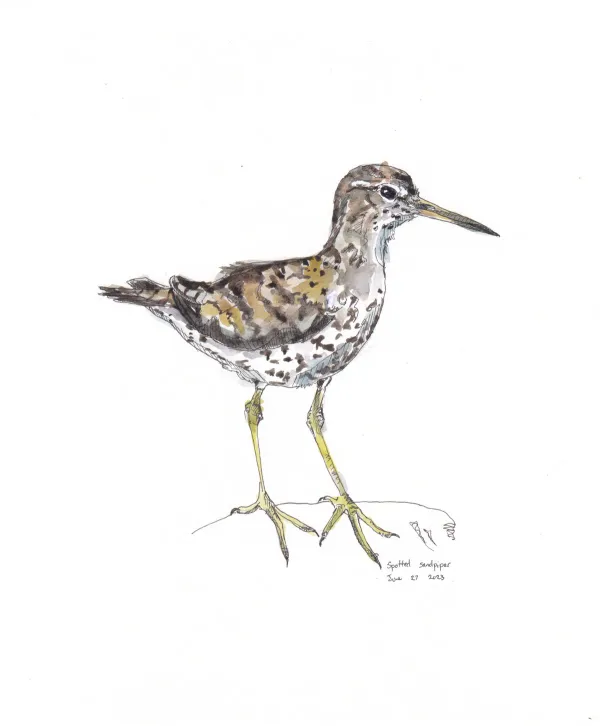 Spotted Sandpiper