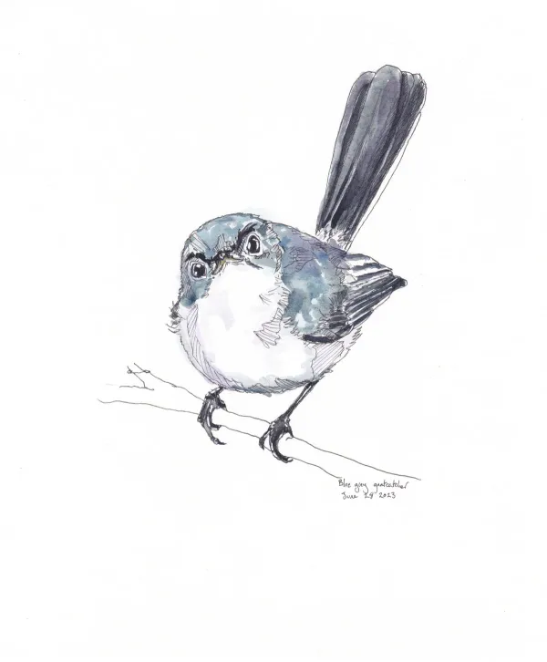 Blue Grey Gnatcatcher