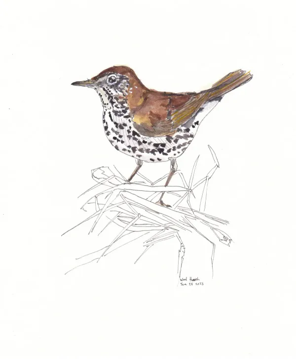 Wood Thrush