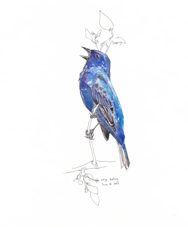 Indigo Bunting