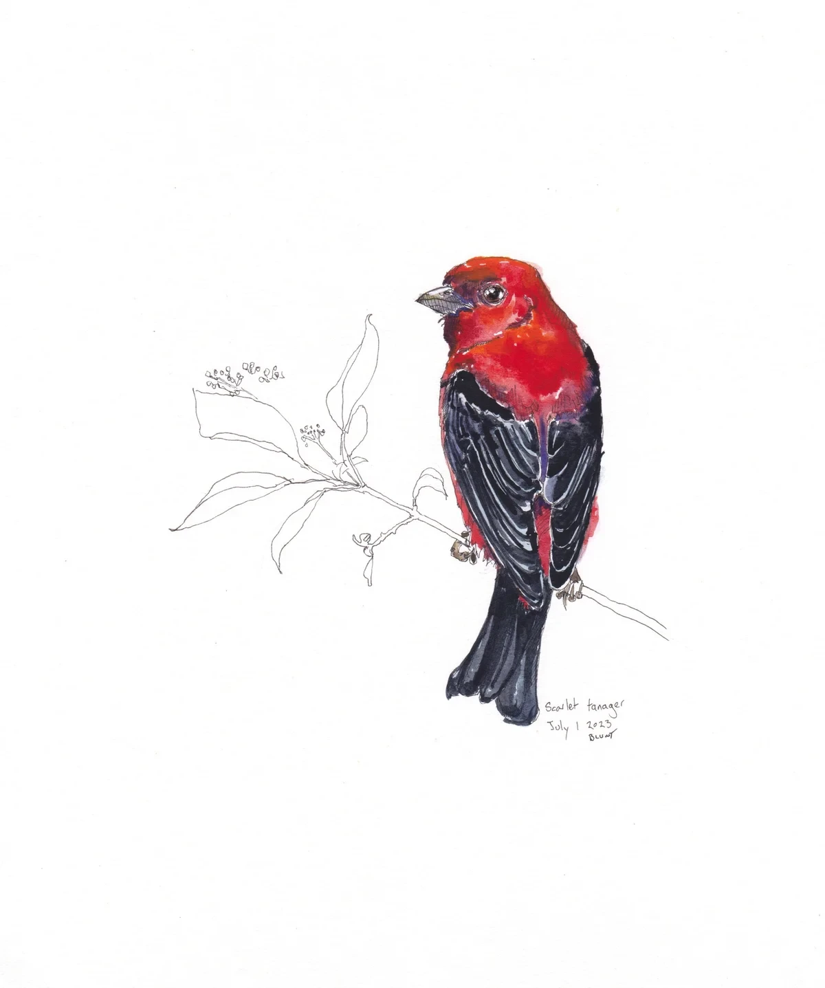 Scarlet Tanager