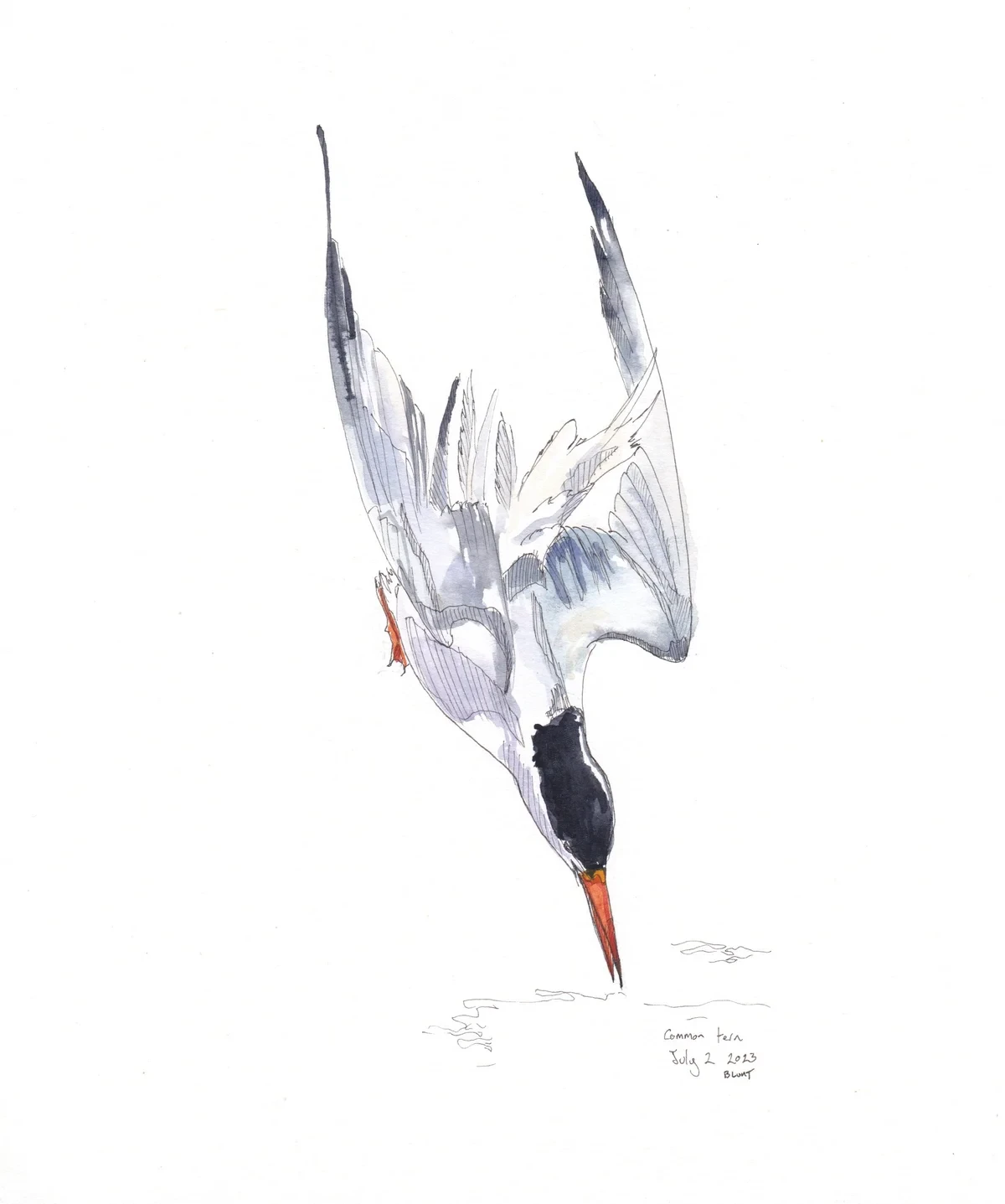 Common Tern
