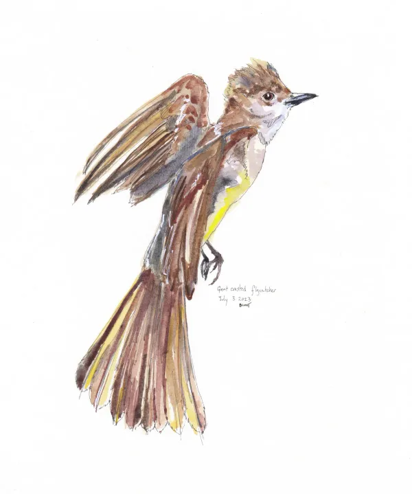 Great Crested Flycatcher