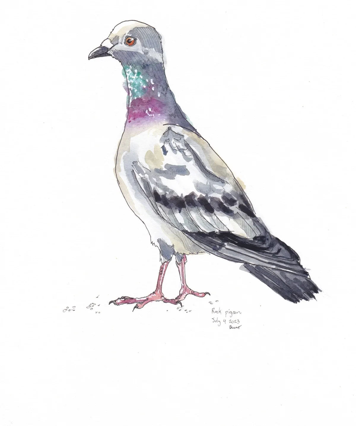 Rock Pigeon