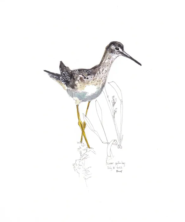 Lesser Yellowlegs
