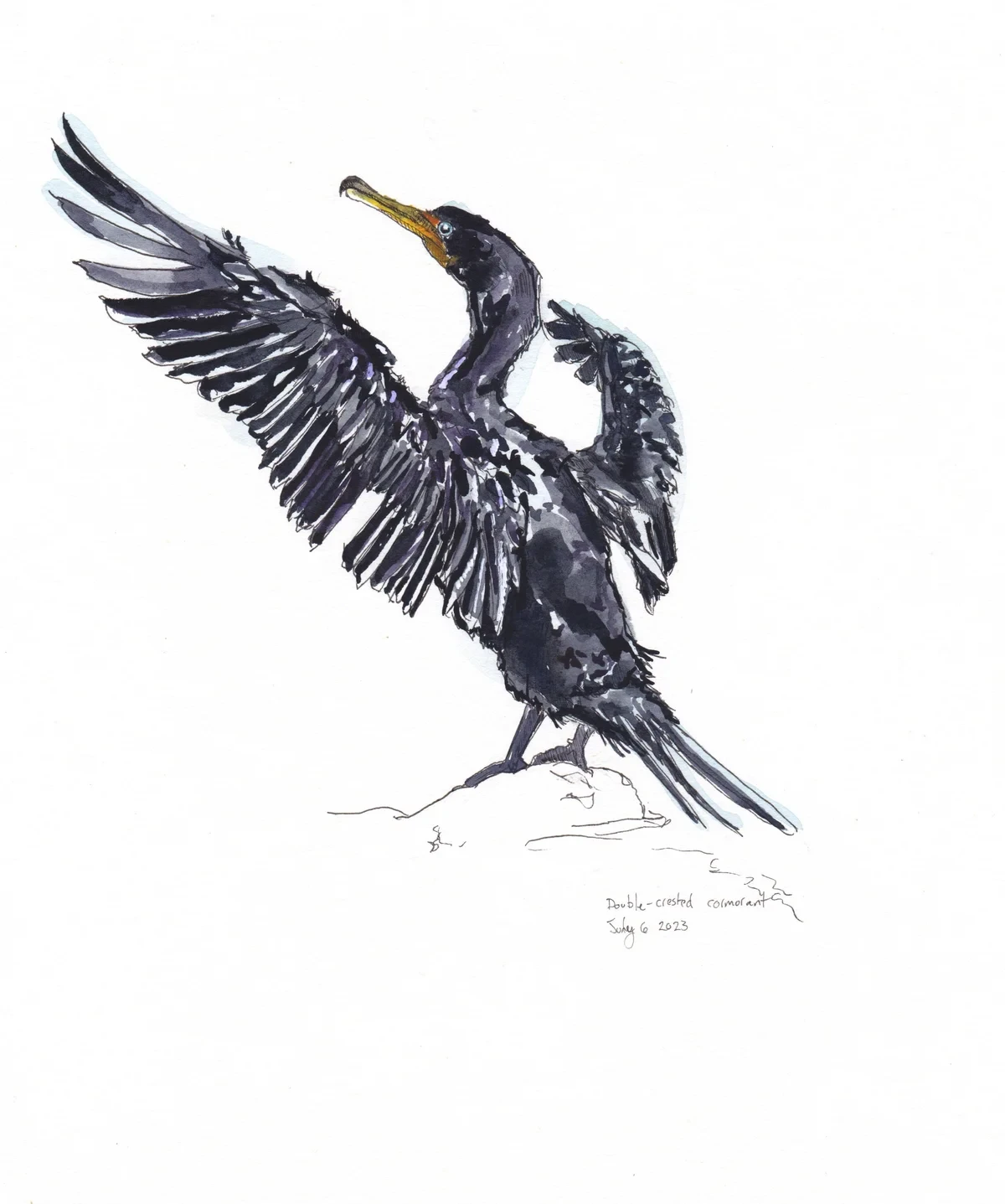 Double Crested Cormorant