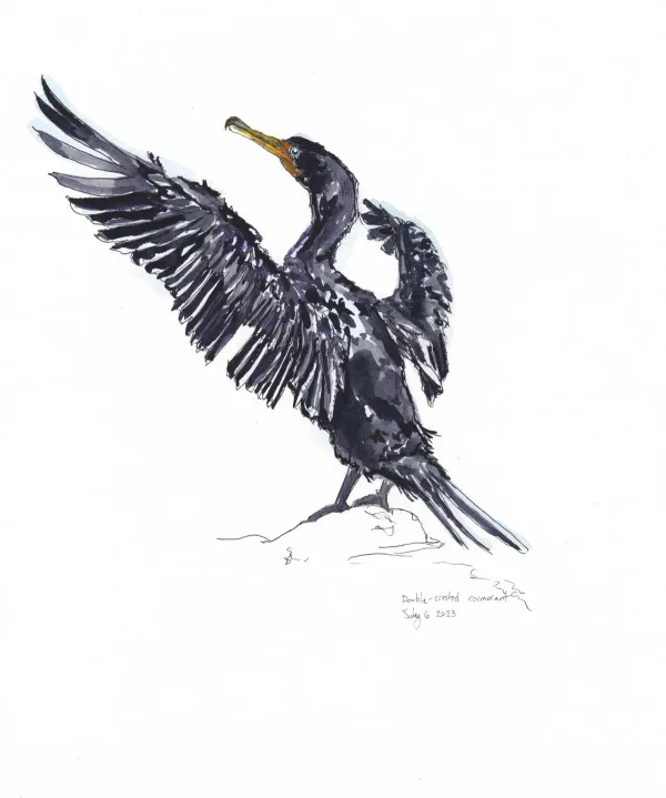 Double Crested Cormorant