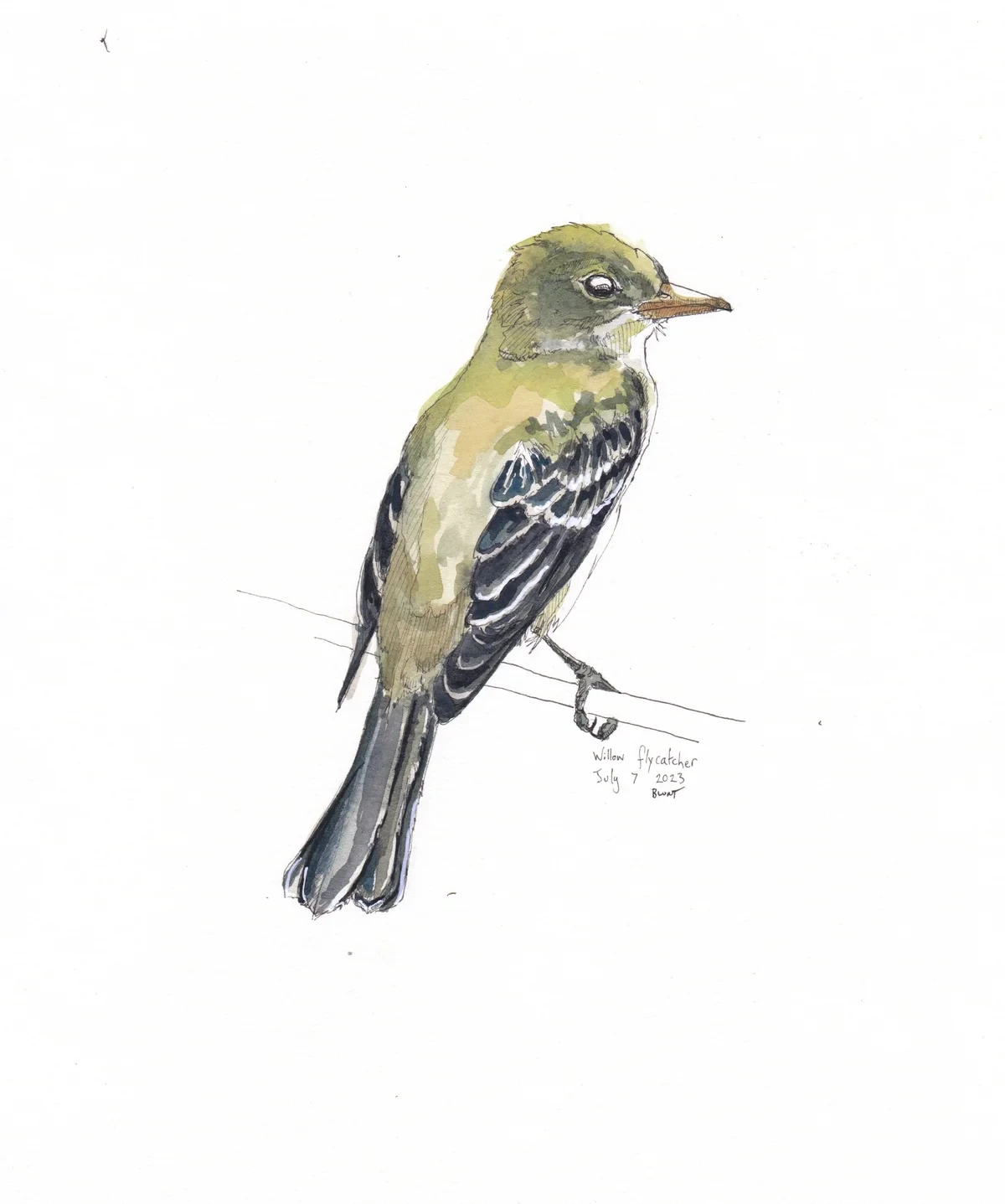 Willow Flycatcher
