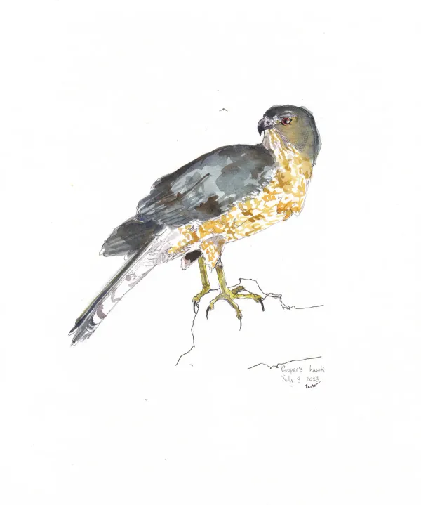Cooper'S Hawk
