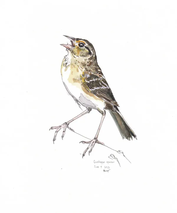 Grasshopper Sparrow