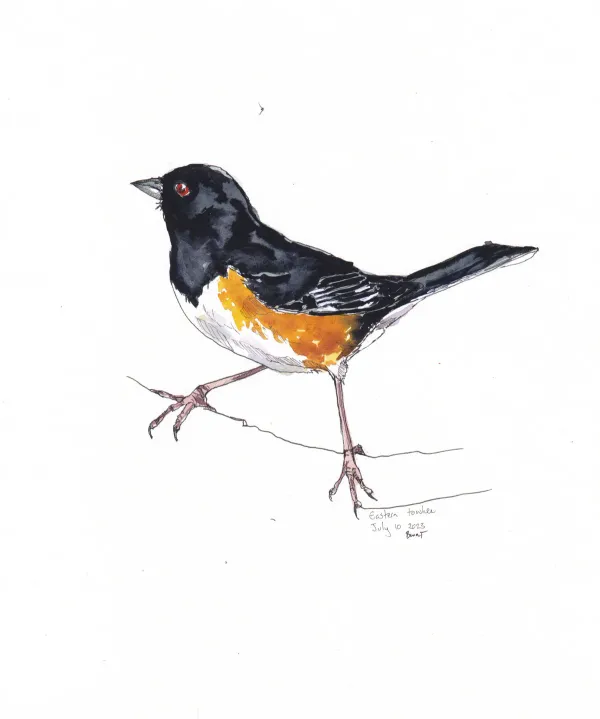 Eastern Towhee