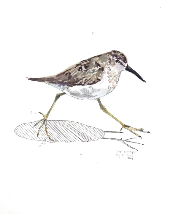 Least Sandpiper