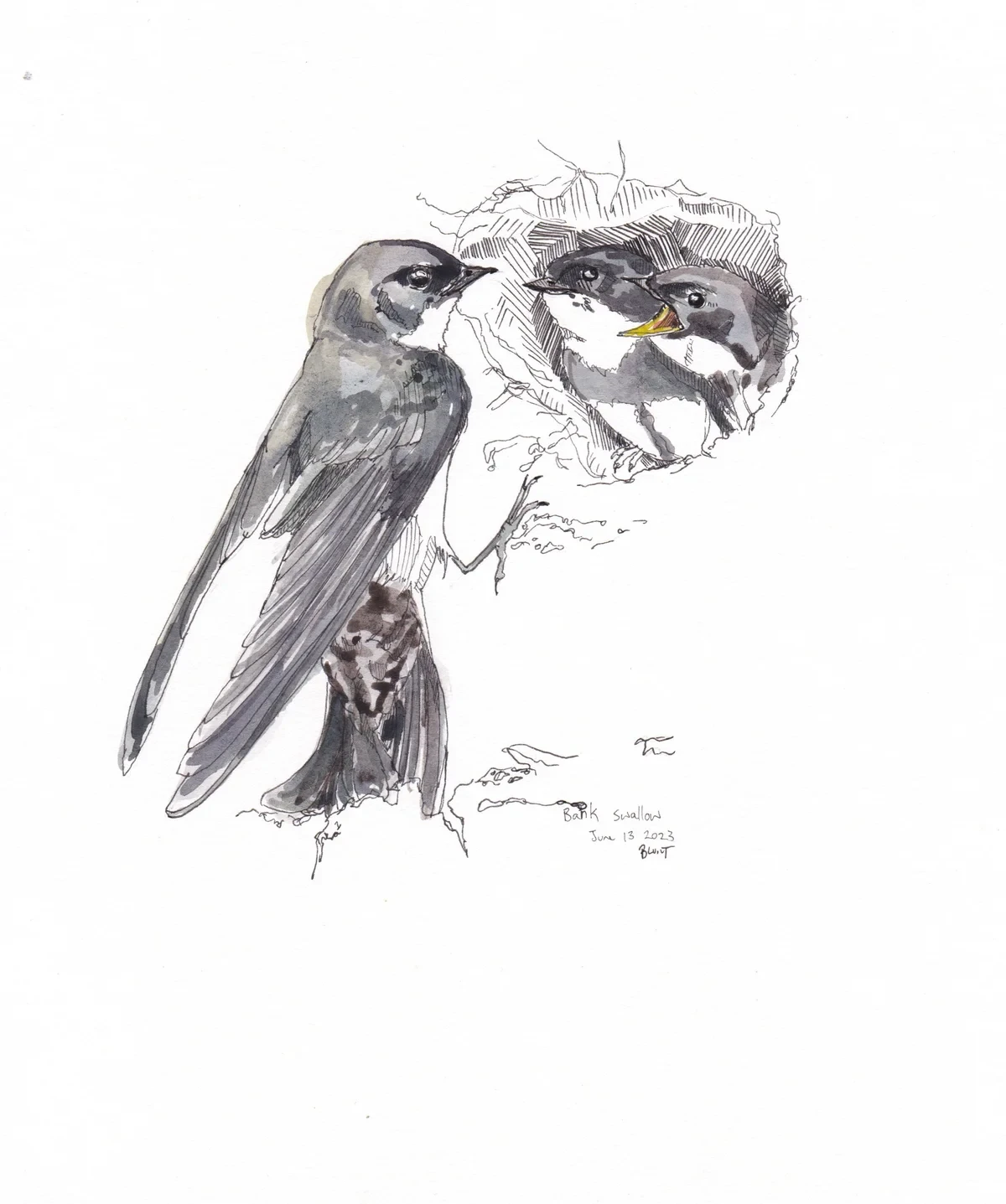 Bank Swallow