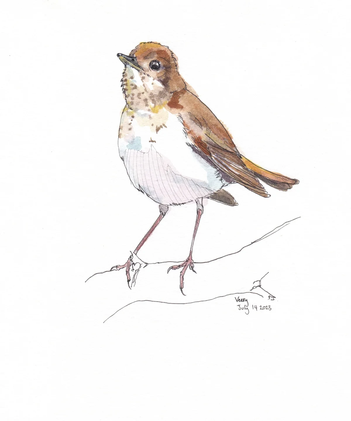 Veery