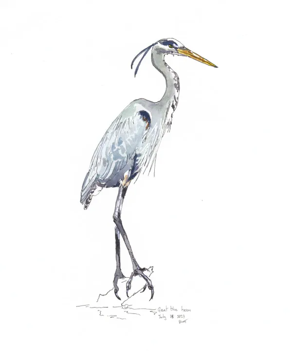 Great Blue Heron