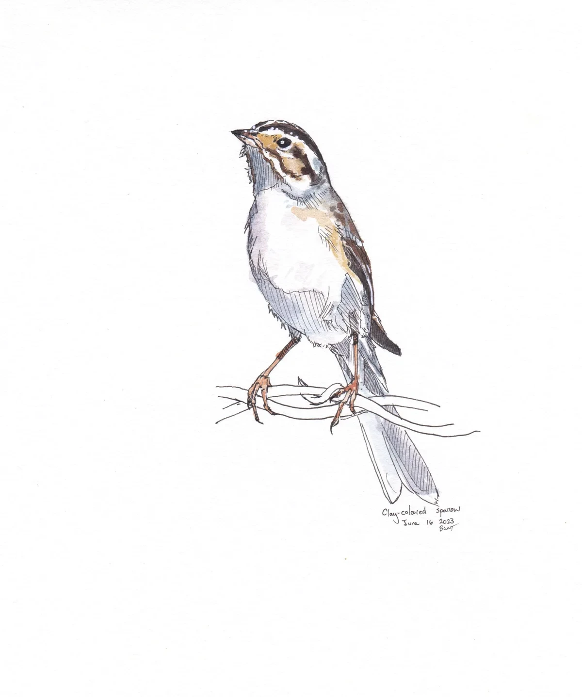 Clay Coloured Sparrow