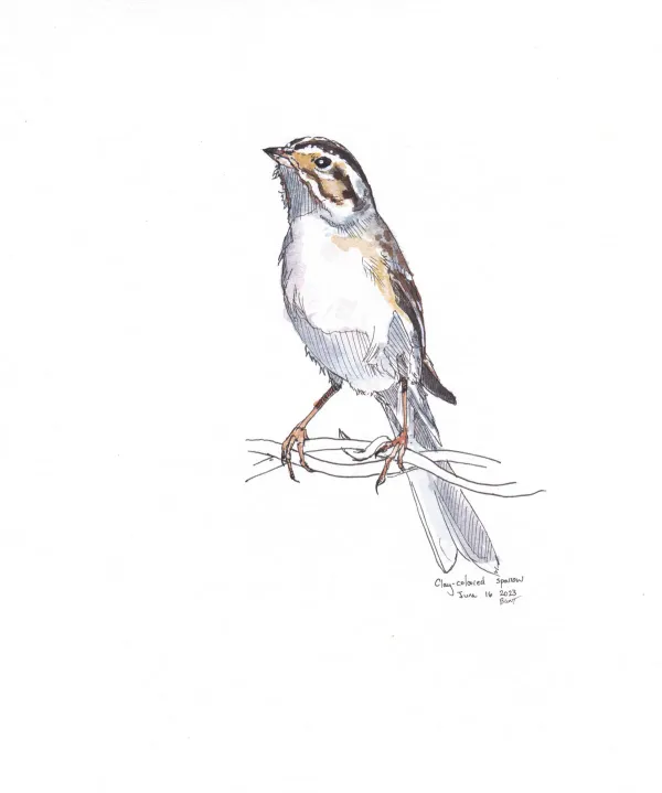 Clay Coloured Sparrow