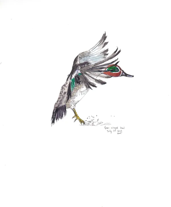 Green Winged Teal 1