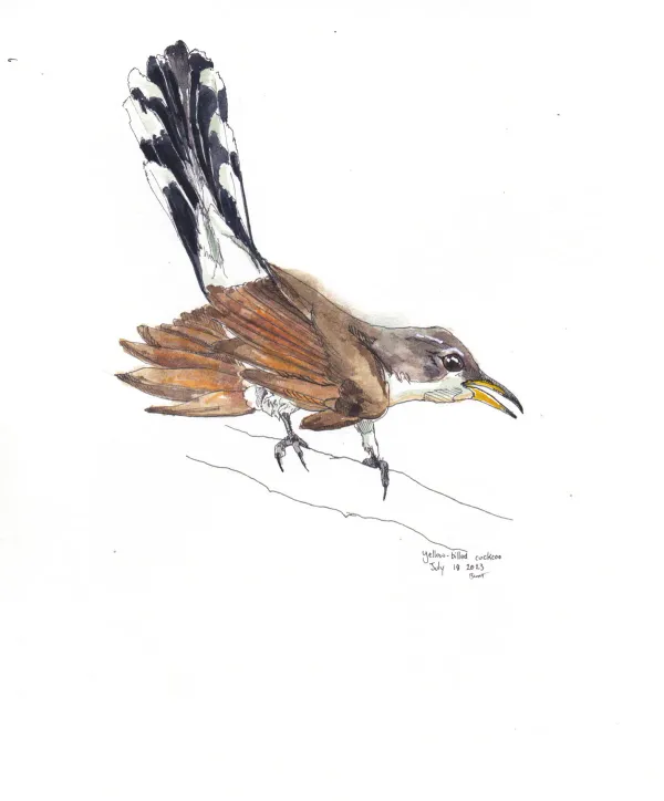 Yellow Billed Cuckoo
