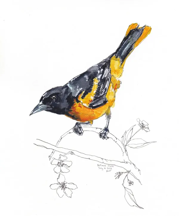 Baltimore Oriole