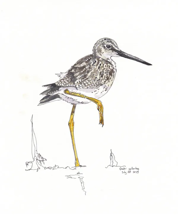 Greater Yellowlegs