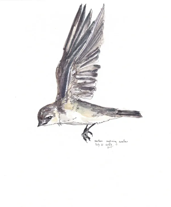Northern Rough Winged Swallow