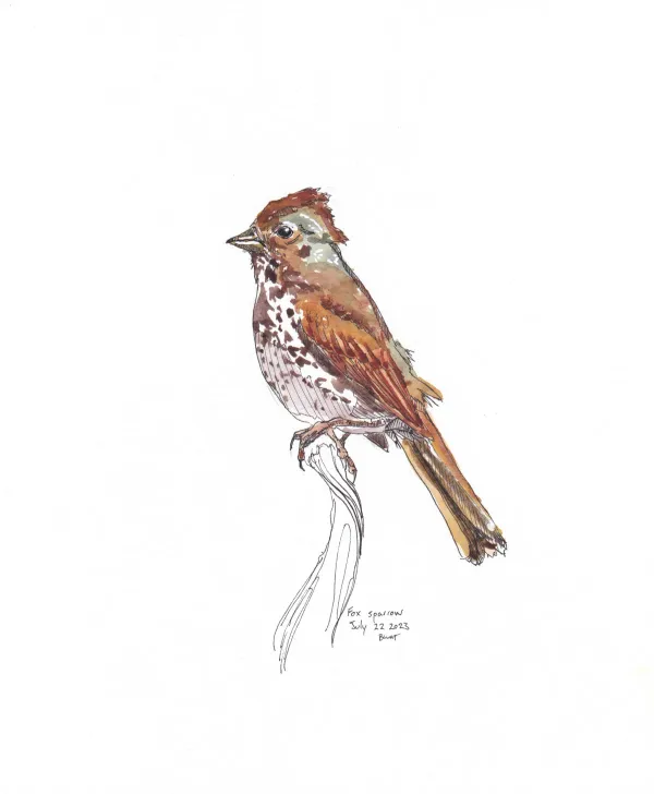 Fox Sparrow