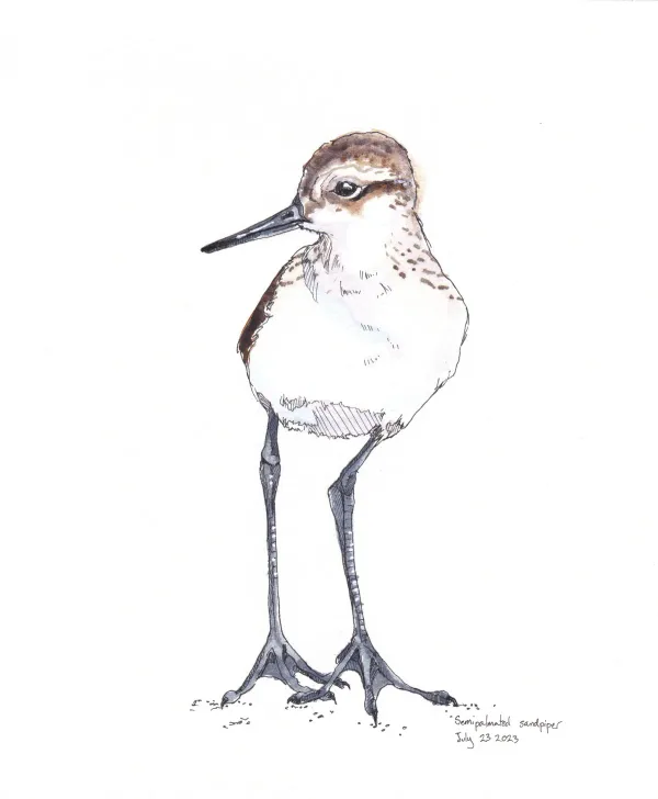 Semipalmated Sandpiper