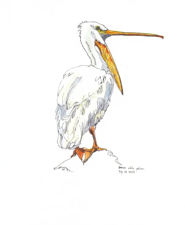 American White Pelican