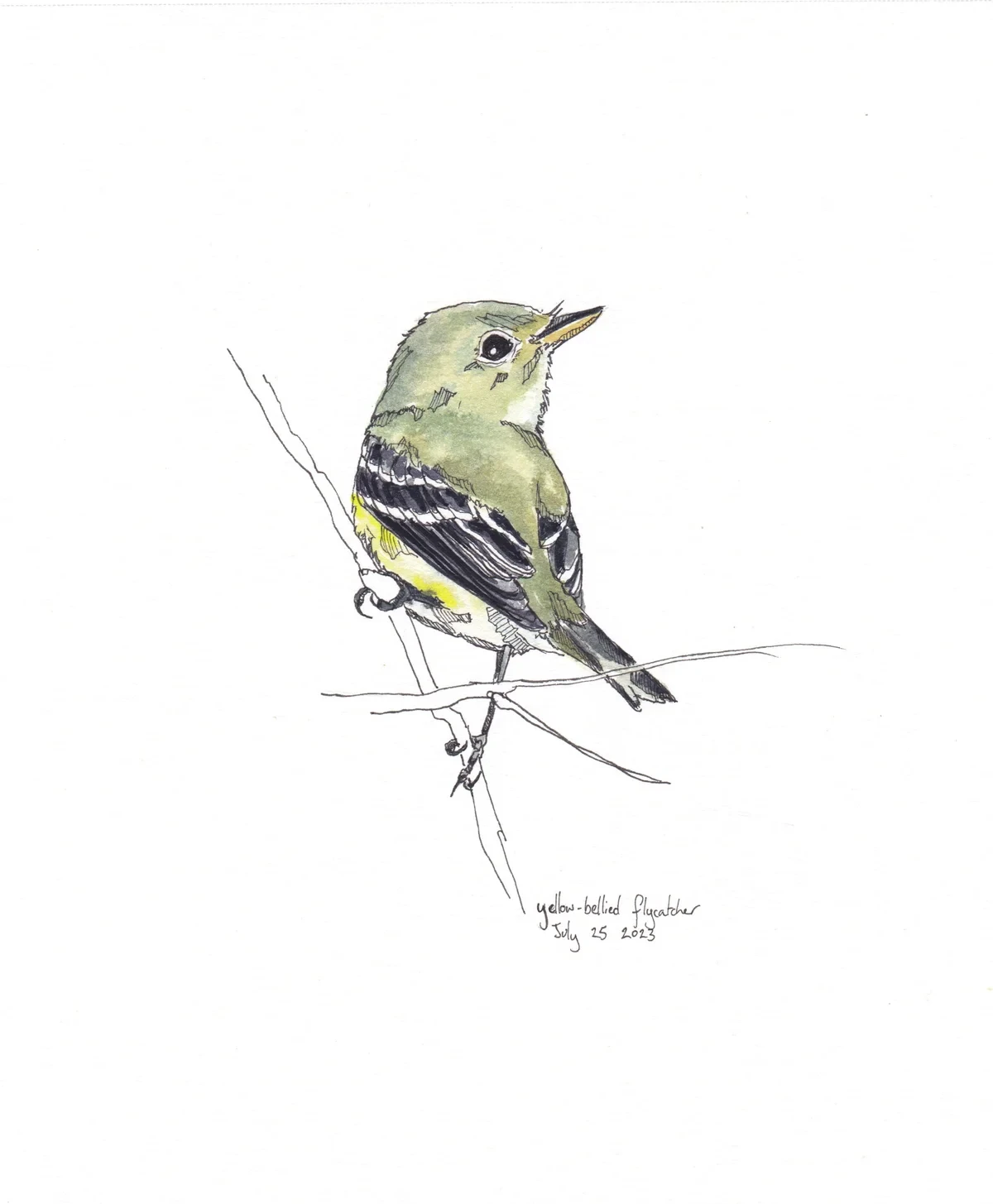 Yellow Bellied Flycatcher