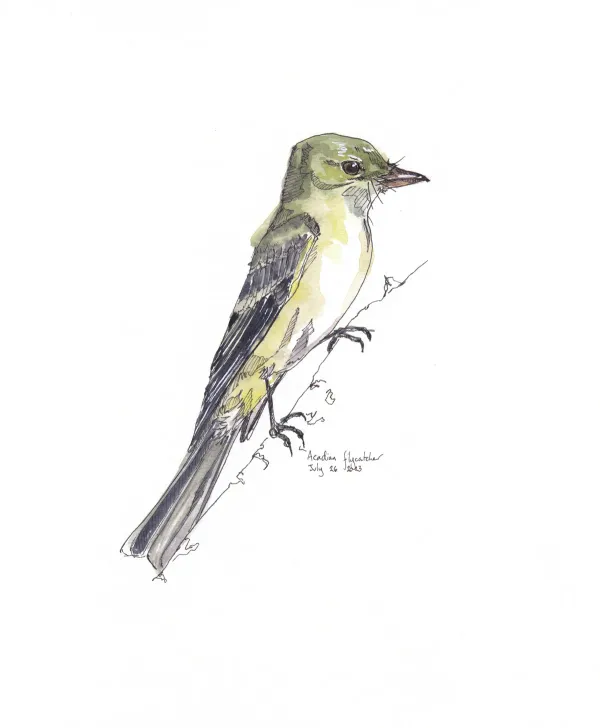 Acadian Flycatcher