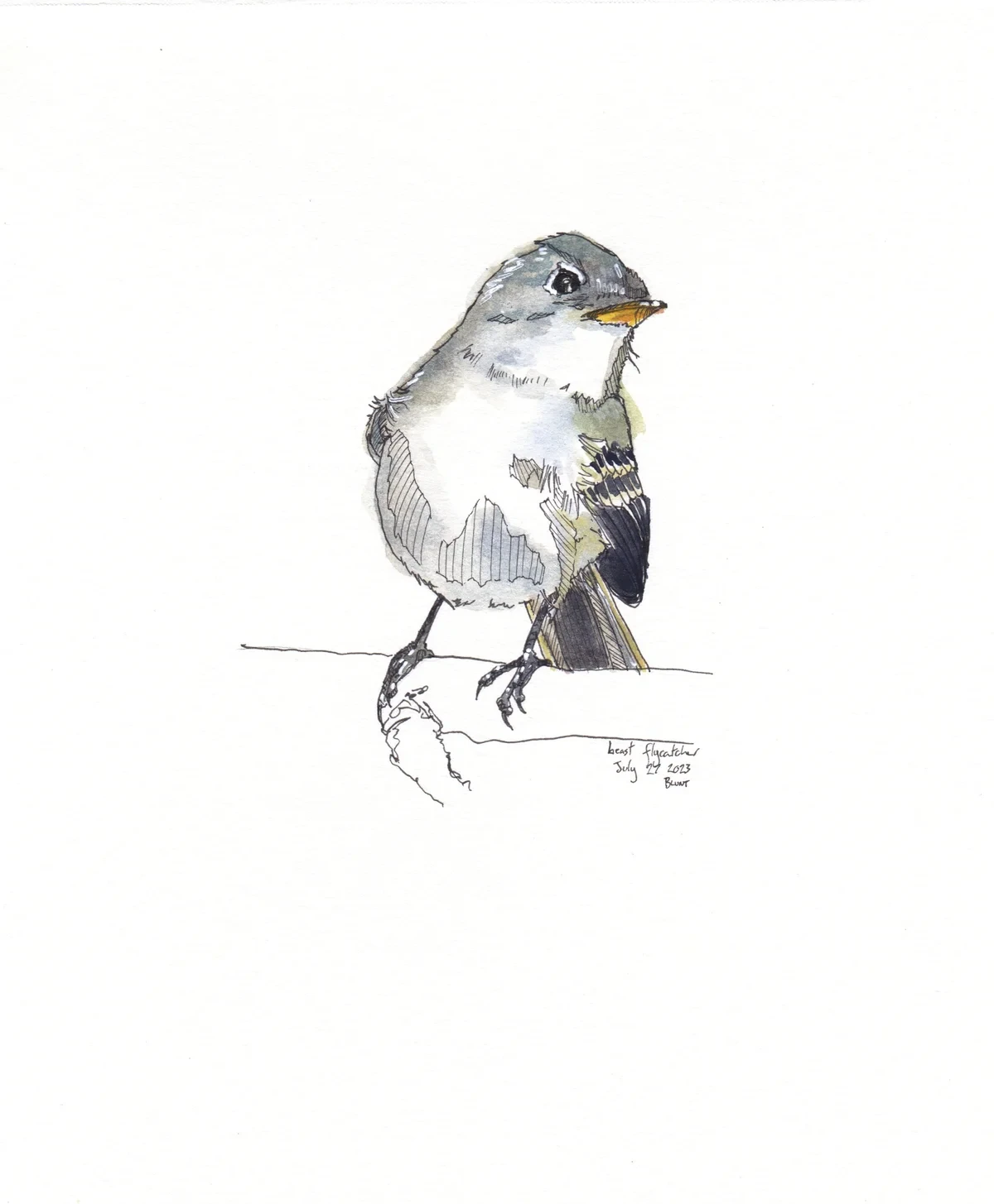 Least Flycatcher