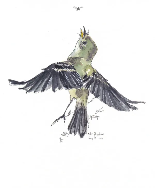 Alder Flycatcher