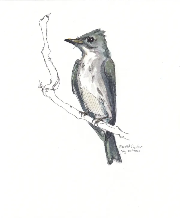 Olive Sided Flycatcher