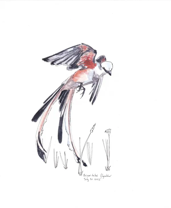 Scissor Tailed Flycatcher