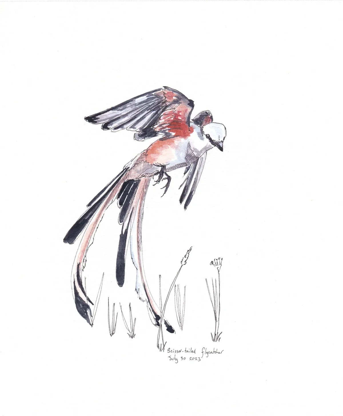 Scissor Tailed Flycatcher