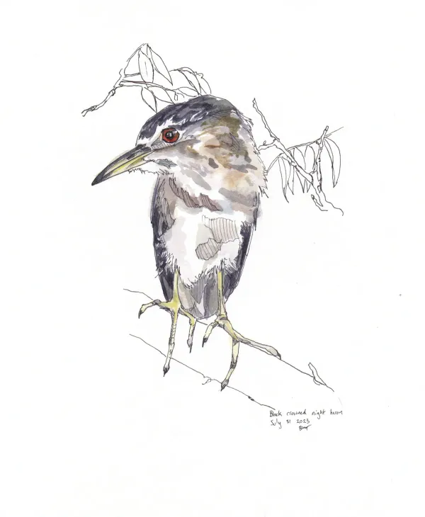 Black Crowned Night Heron