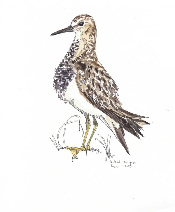 Pectoral Sandpiper