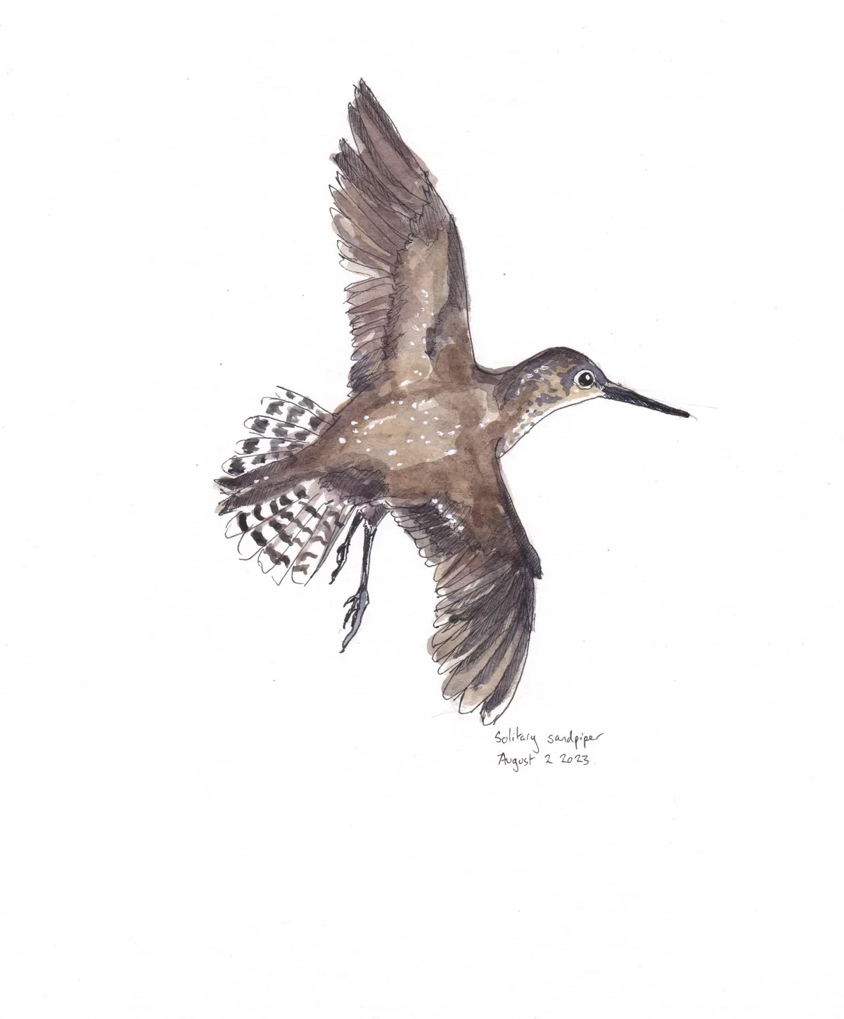 Solitary Sandpiper
