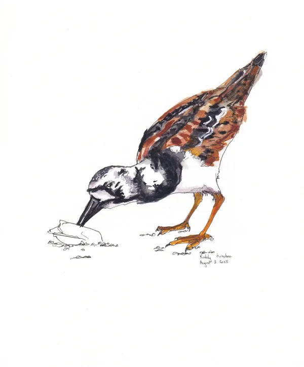 Ruddy Turnstone
