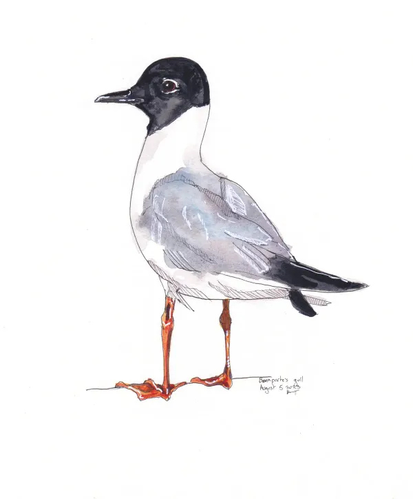 Bonaparte'S Gull