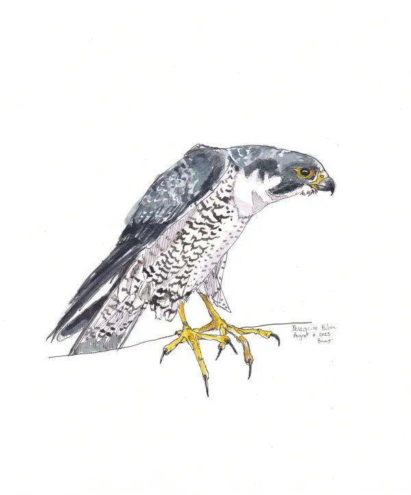 Peregrine Falcon