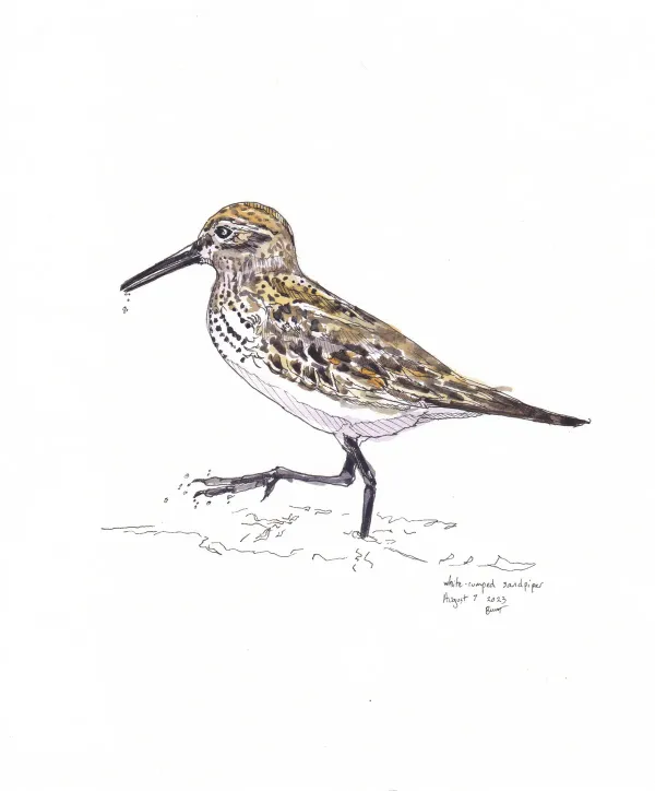 White Rumped Sandpiper