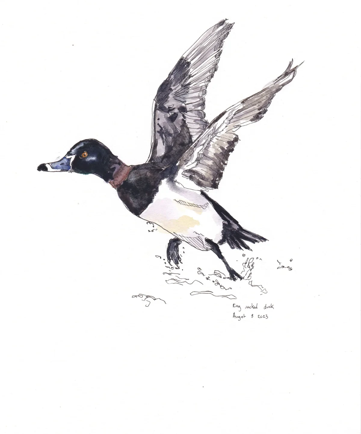 Ring Necked Duck