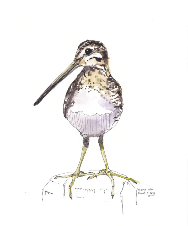 Wilson'S Snipe