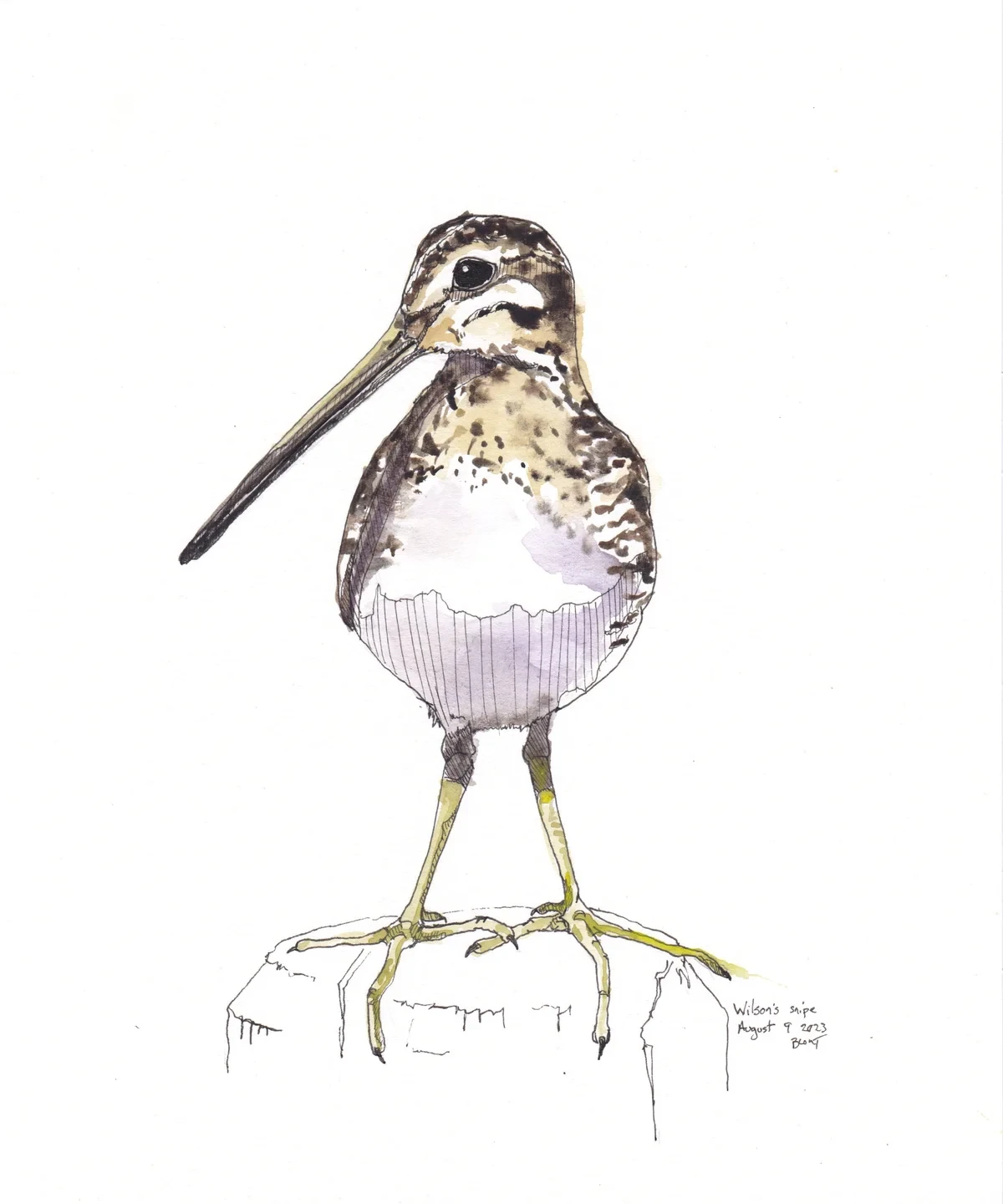 Wilson'S Snipe