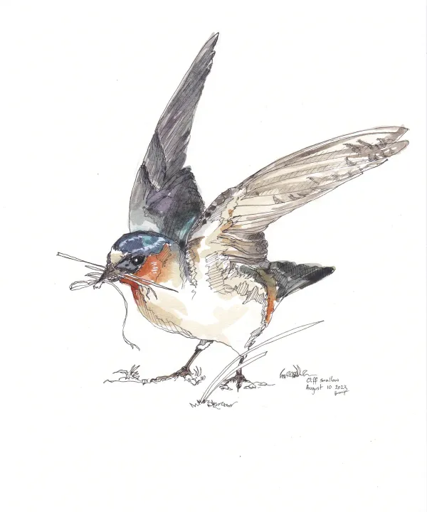 Cliff Swallow