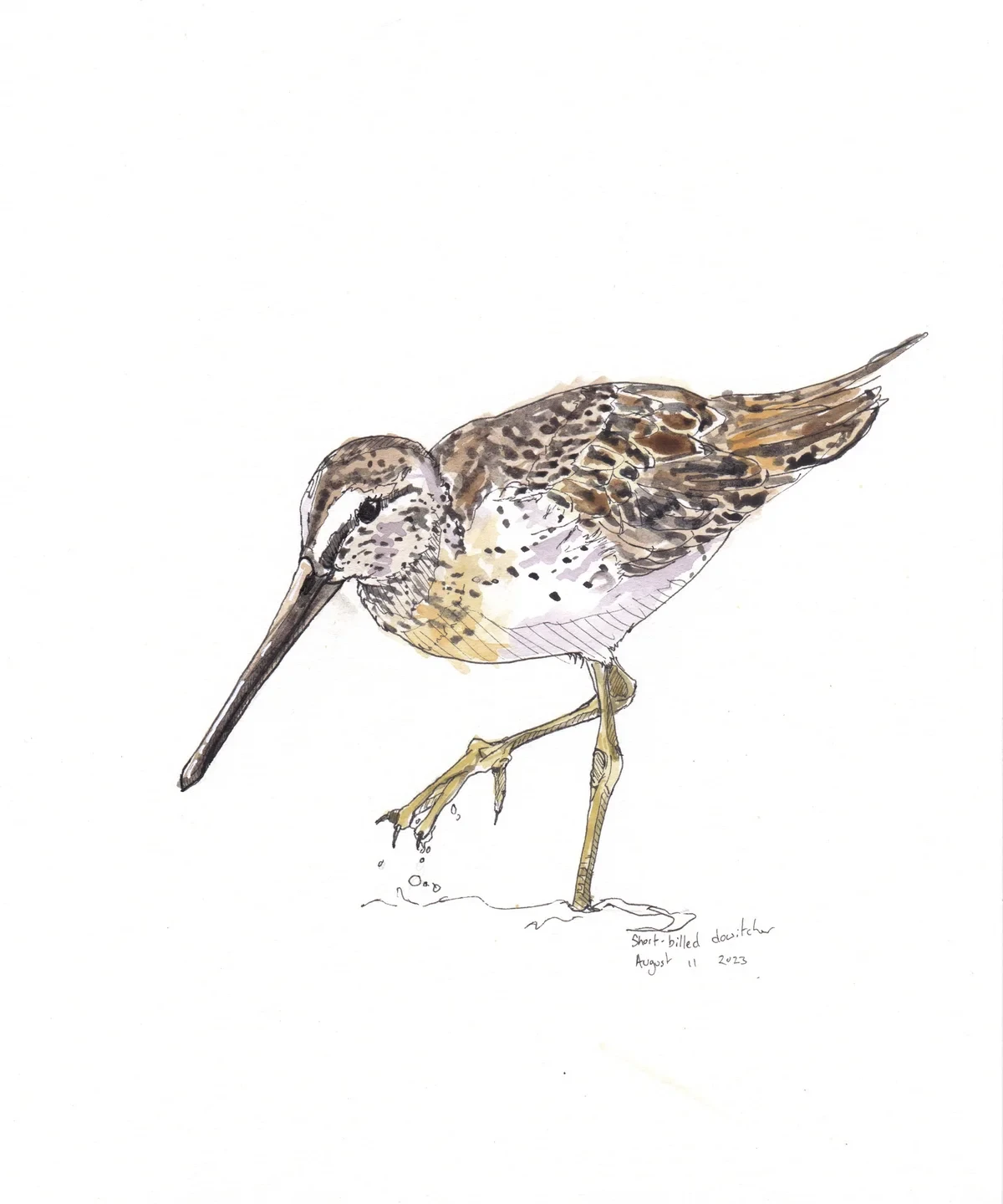 Short Billed Dowitcher