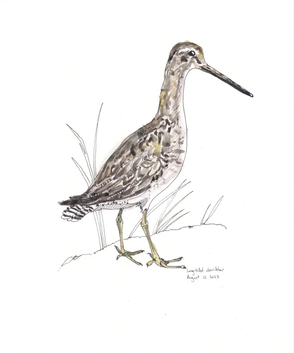 Long Billed Dowitcher