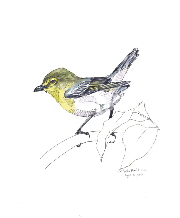 Yellow Throated Vireo